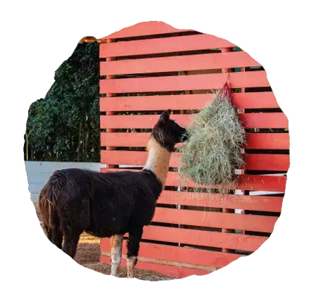 A Mini Fazenda (Fazendinha)