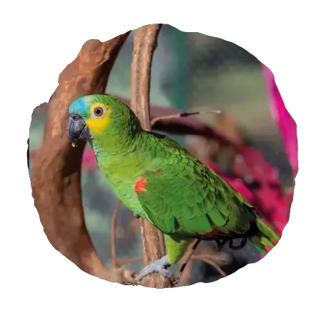 Viveiro de Imersão das Aves