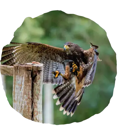 O Voo das Aves de Rapina