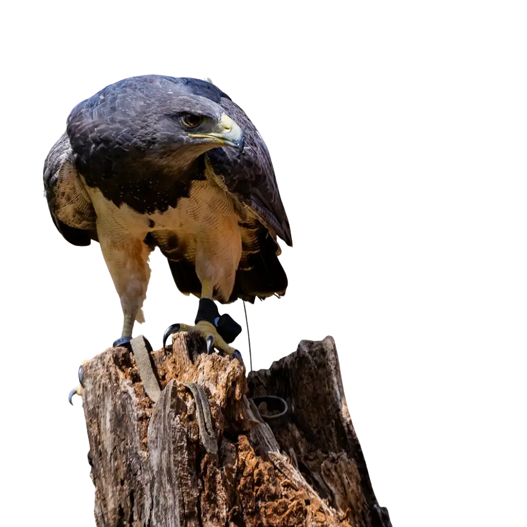 Imagem representativa Zoo Park Foz: Vale a pena a vistia? Vamos te contar tudo aqui!