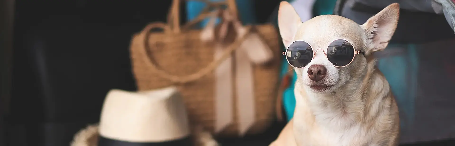 Seu hotel pet friendly em Foz do Iguaçu e no centro